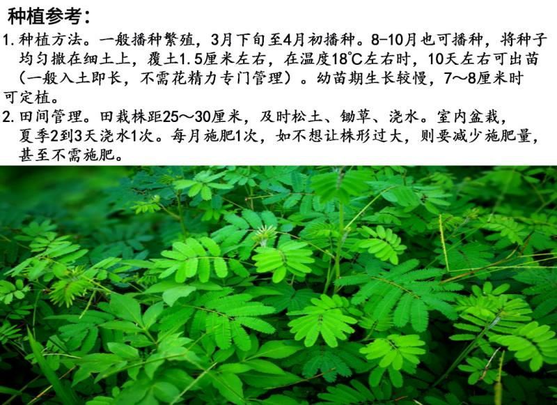 含羞草种子包发芽质量好花卉种子
