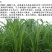 苏丹草种子牧草种子家禽牲畜专用牧草6-8斤/亩