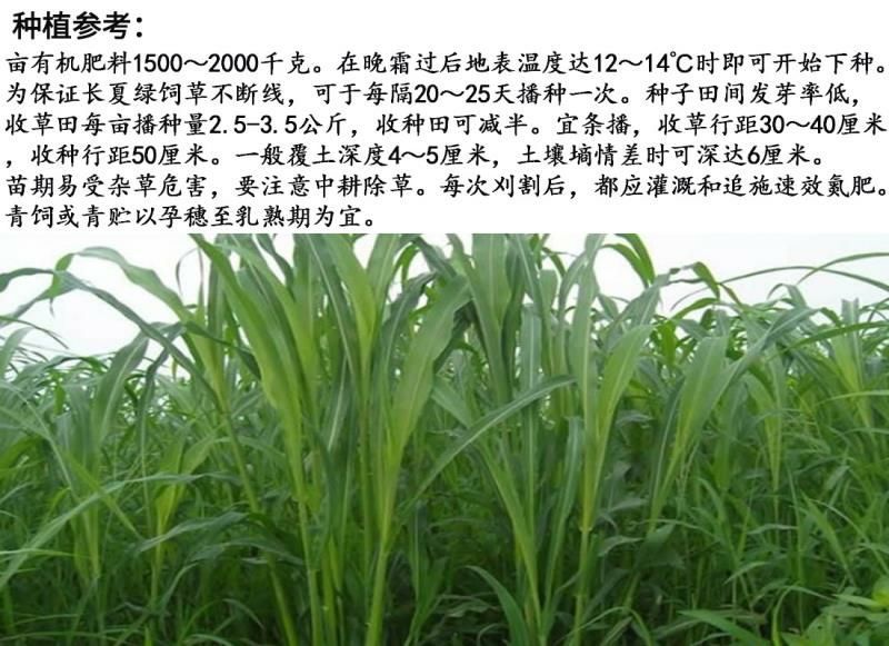 苏丹草种子牧草种子家禽牲畜专用牧草6-8斤/亩