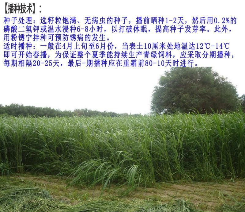 苏丹草种子牧草种子家禽牲畜专用牧草6-8斤/亩