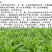 苏丹草种子牧草种子家禽牲畜专用牧草6-8斤/亩