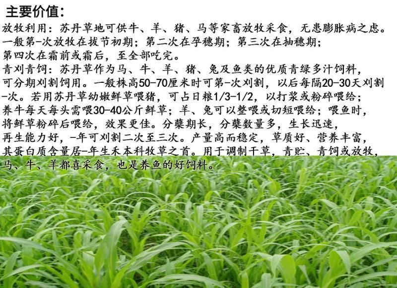 苏丹草种子牧草种子家禽牲畜专用牧草6-8斤/亩