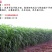 苏丹草种子牧草种子家禽牲畜专用牧草6-8斤/亩