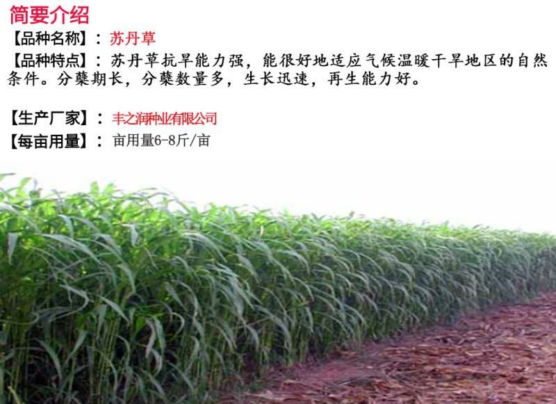 苏丹草种子牧草种子家禽牲畜专用牧草6-8斤/亩
