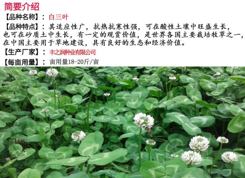 白三叶种子净籽发芽快包发芽18－20斤/亩