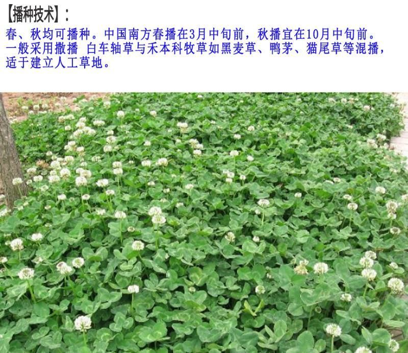 白三叶种子净籽发芽快包发芽18－20斤/亩