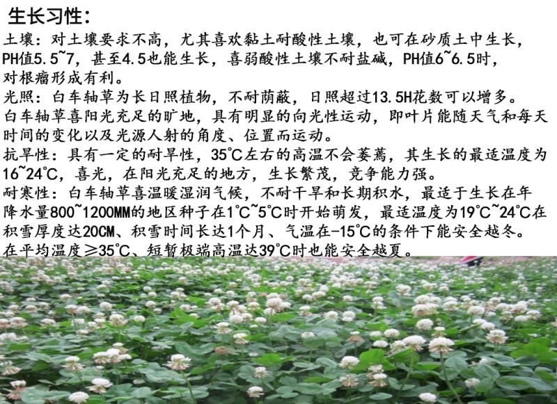 白三叶种子净籽发芽快包发芽18－20斤/亩