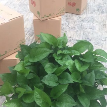 精品A级大绿萝360规格基地直销价格实惠。