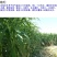 甜高粱种子牧草种子产量高发芽快可食用