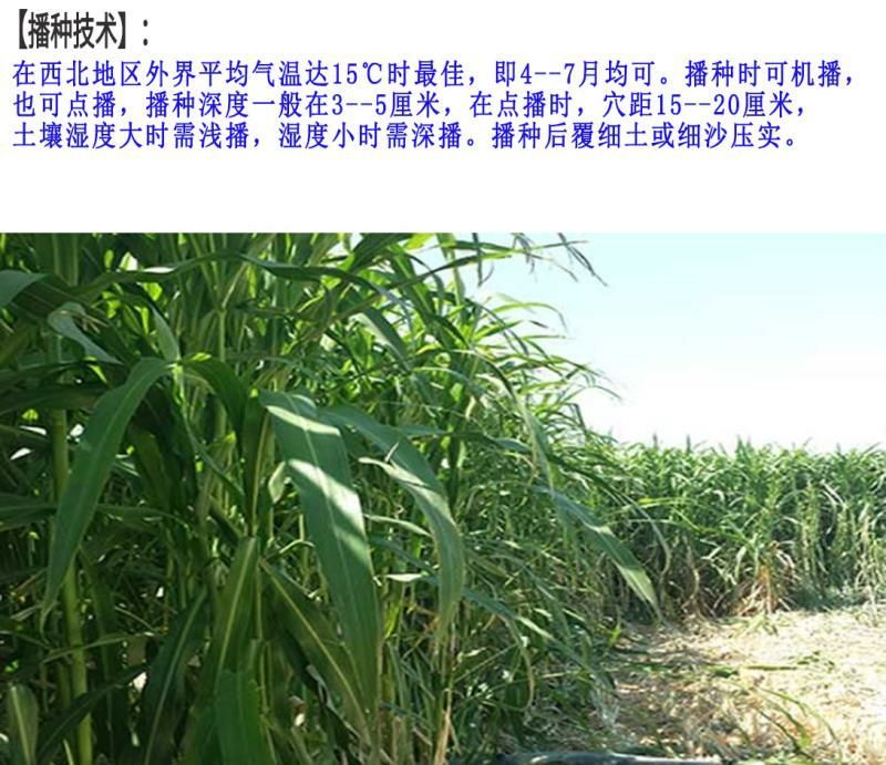 甜高粱种子牧草种子产量高发芽快可食用