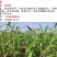 甜高粱种子牧草种子产量高发芽快可食用