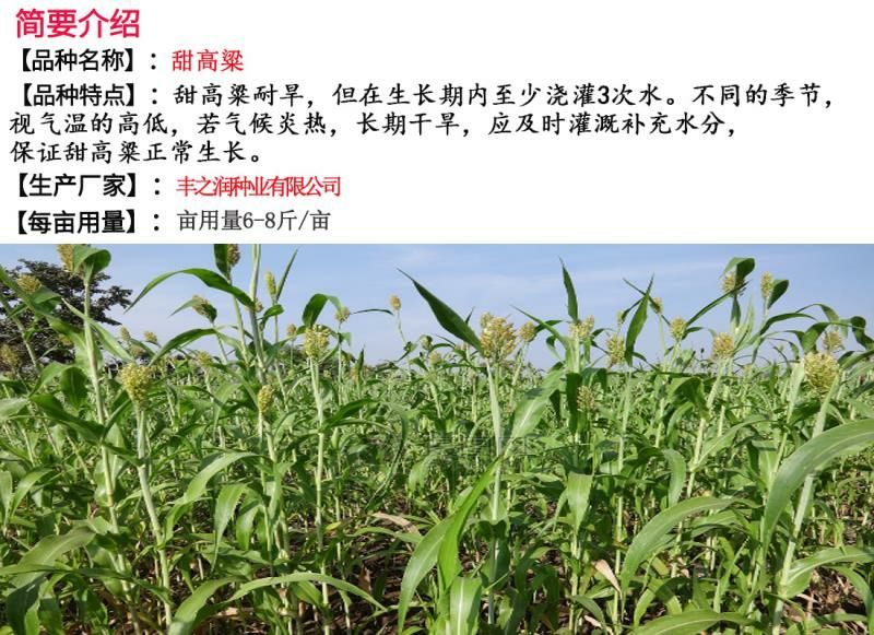 甜高粱种子牧草种子产量高发芽快可食用