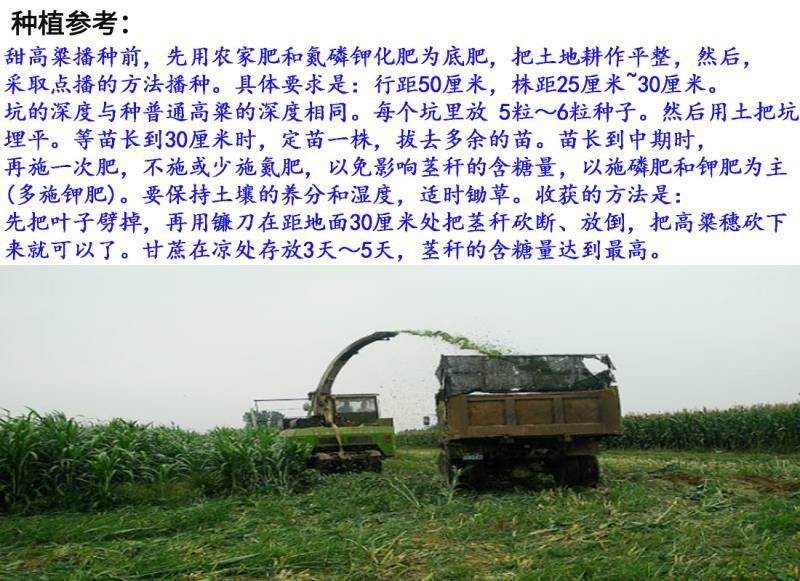 甜高粱种子牧草种子产量高发芽快可食用