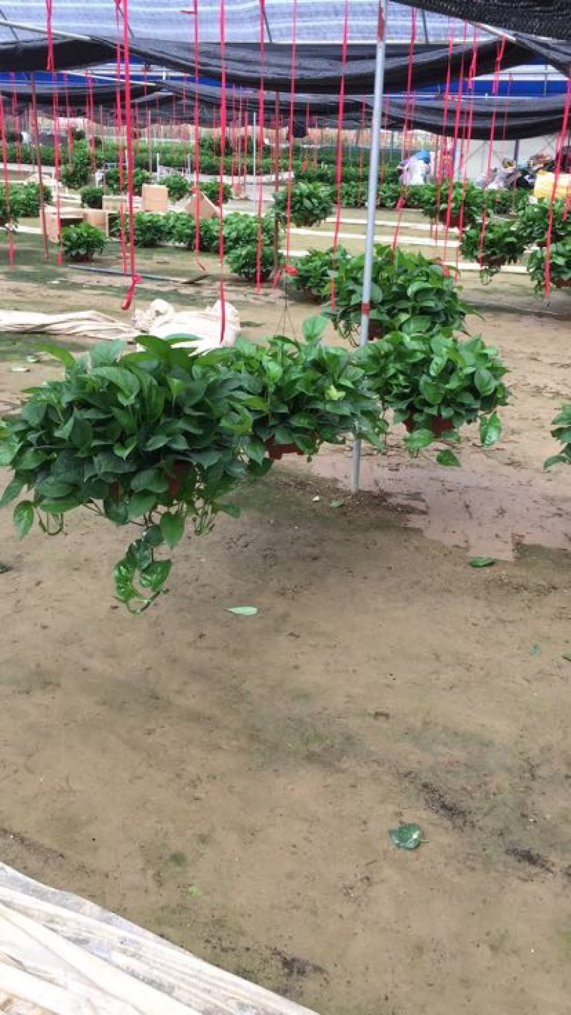 精品A级大绿萝360规格基地直销价格实惠。