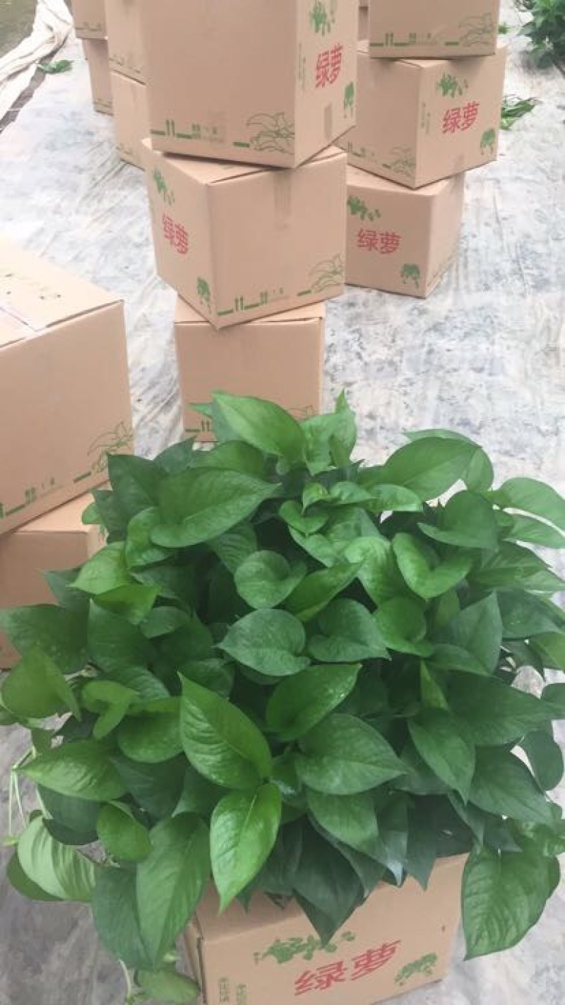 精品A级大绿萝360规格基地直销价格实惠。