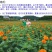 万寿菊种子包发芽花卉种子花色漂亮8斤/亩