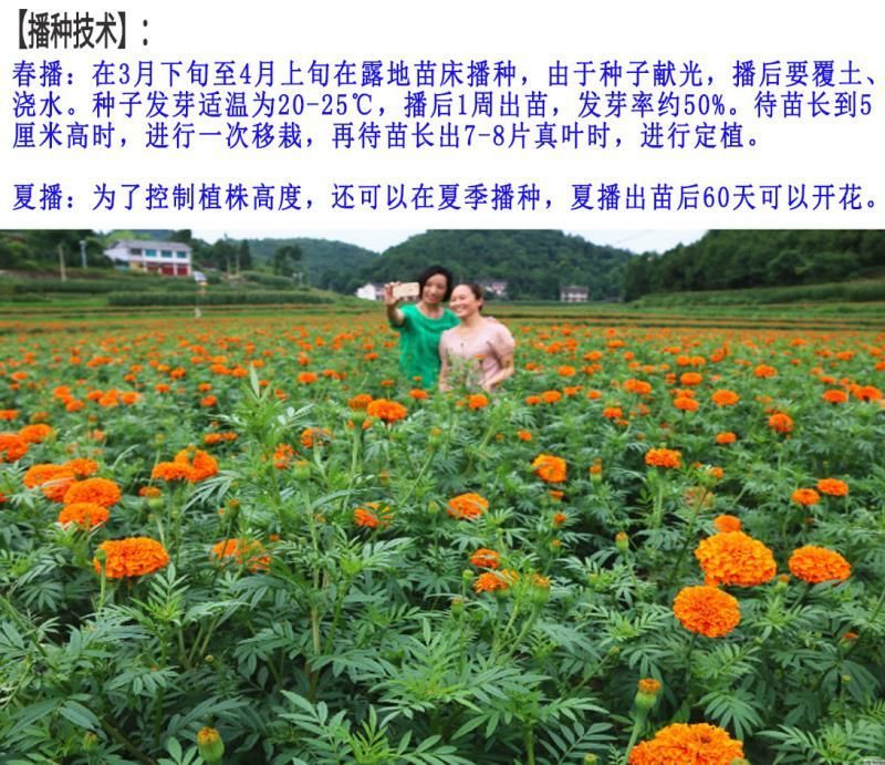 万寿菊种子包发芽花卉种子花色漂亮8斤/亩