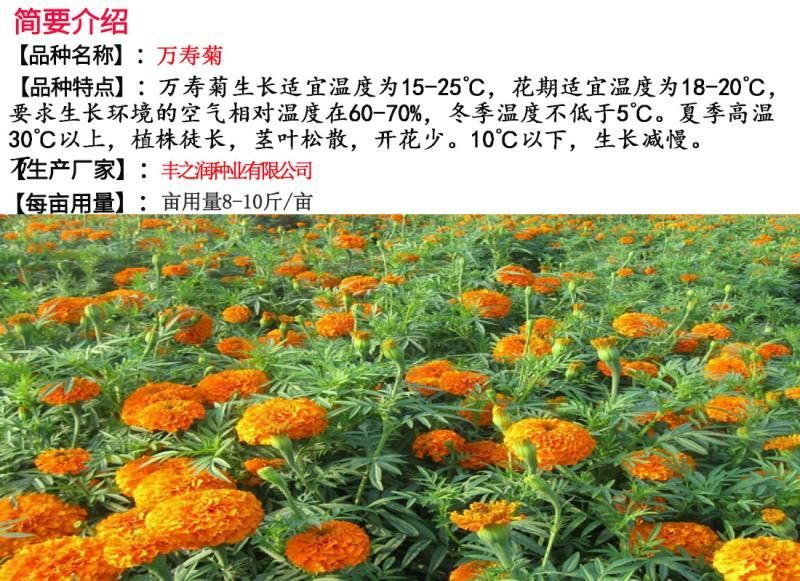 万寿菊种子包发芽花卉种子花色漂亮8斤/亩