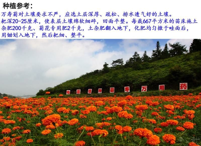 万寿菊种子包发芽花卉种子花色漂亮8斤/亩