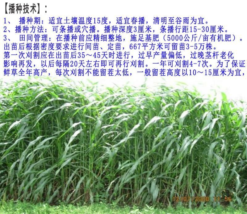 高丹草种子牧草种子家禽牲畜喜食6斤/亩