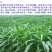 高丹草种子牧草种子家禽牲畜喜食6斤/亩