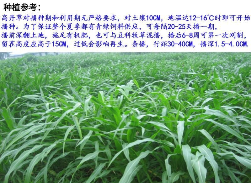 高丹草种子牧草种子家禽牲畜喜食6斤/亩