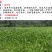 高丹草种子牧草种子家禽牲畜喜食6斤/亩