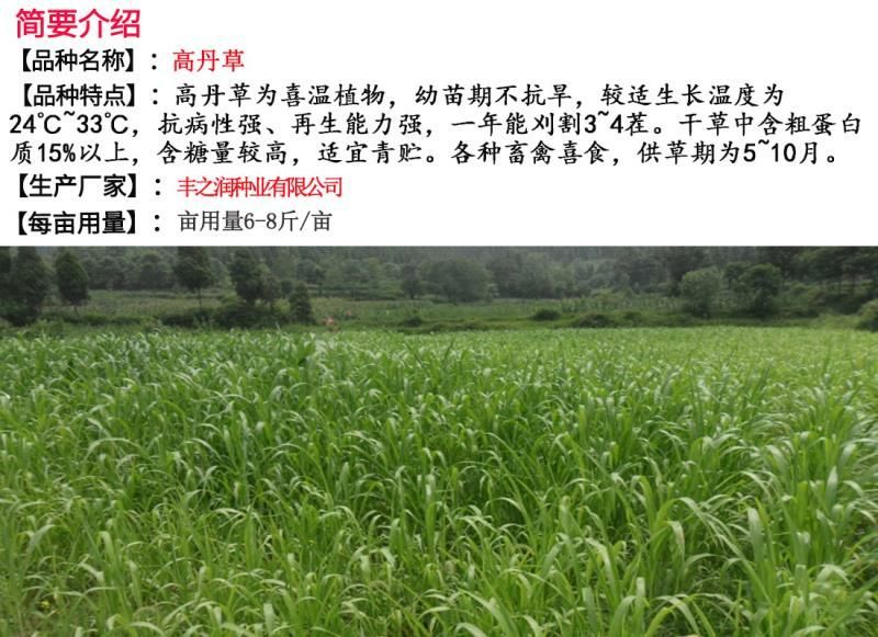 高丹草种子牧草种子家禽牲畜喜食6斤/亩