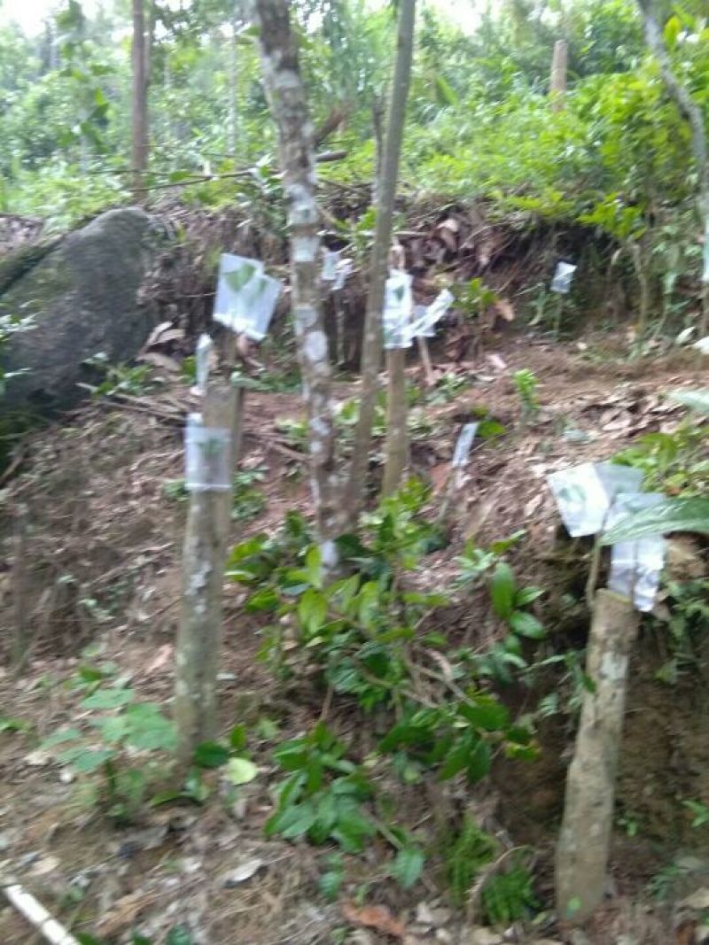 金花茶大小苗，30元起