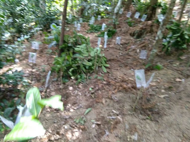 金花茶大小苗，30元起