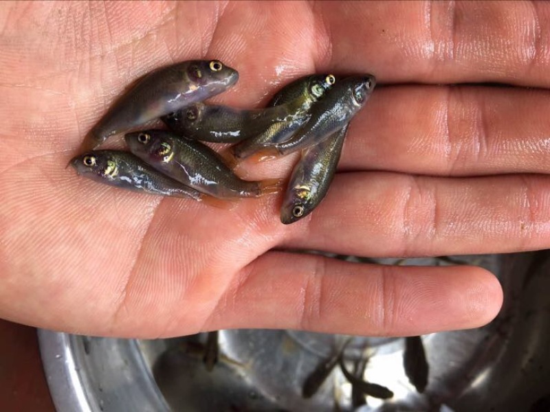 乌鲤禾花鱼苗