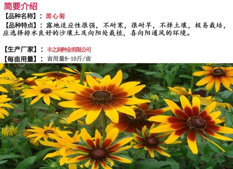 黑心菊种子花卉种子包发芽花色漂亮8斤/亩