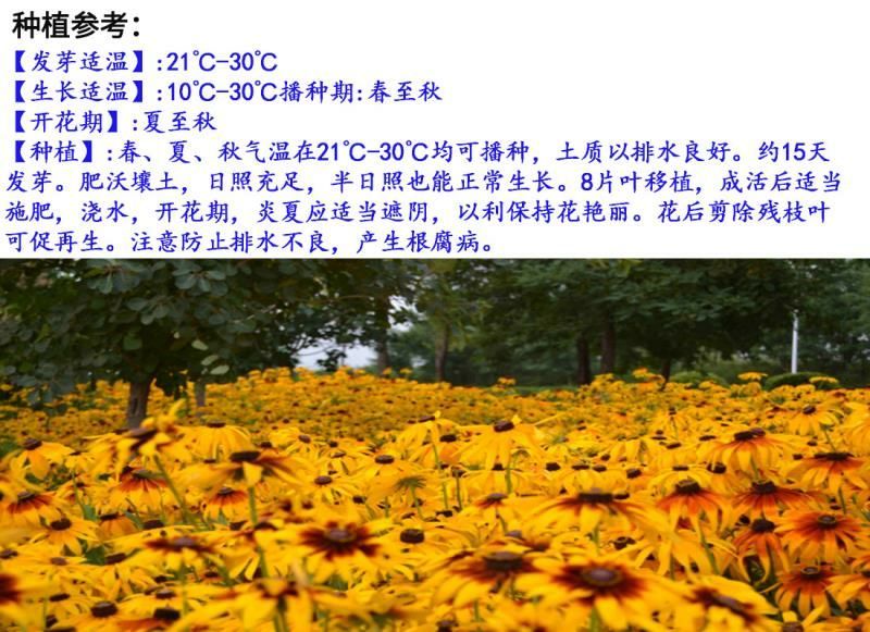 黑心菊种子花卉种子包发芽花色漂亮8斤/亩