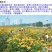 黑心菊种子花卉种子包发芽花色漂亮8斤/亩