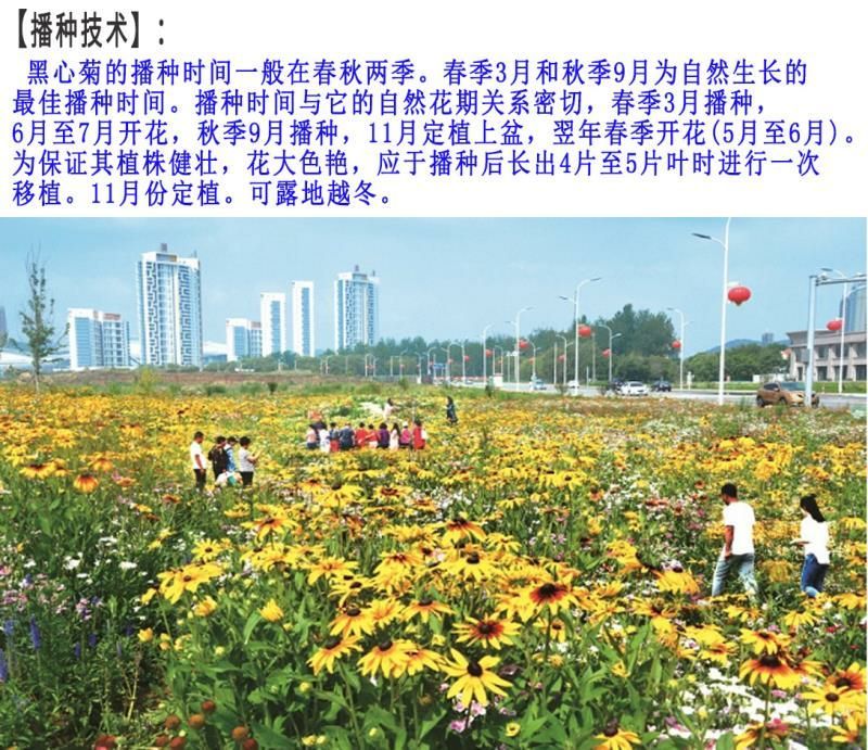 黑心菊种子花卉种子包发芽花色漂亮8斤/亩