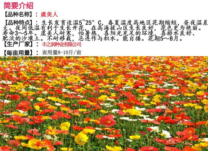 虞美人种子发芽快芽率高花期长8斤/亩