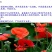 虞美人种子发芽快芽率高花期长8斤/亩