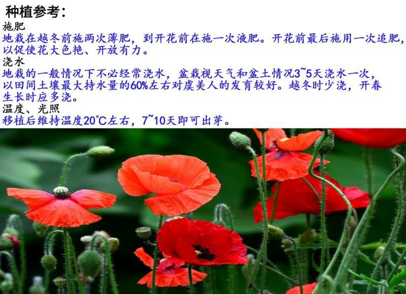 虞美人种子发芽快芽率高花期长8斤/亩