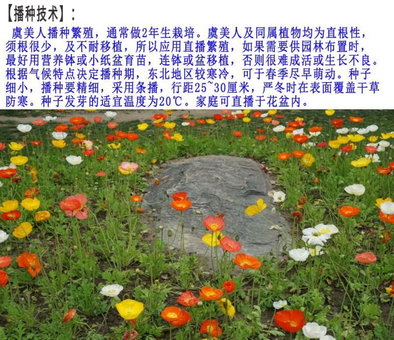 虞美人种子发芽快芽率高花期长8斤/亩