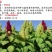 籽粒苋种子牧草种子牛羊马猪鸡鸭鹅鱼兔都喜欢