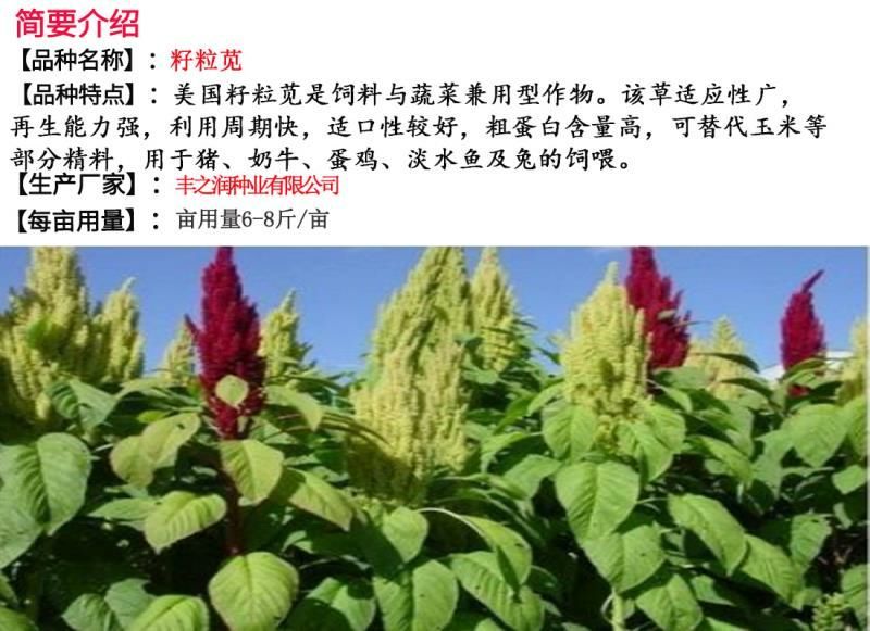 籽粒苋种子牧草种子牛羊马猪鸡鸭鹅鱼兔都喜欢