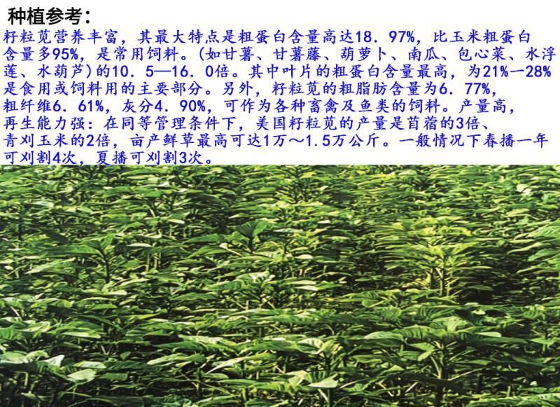 籽粒苋种子牧草种子牛羊马猪鸡鸭鹅鱼兔都喜欢