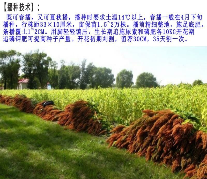 籽粒苋种子牧草种子牛羊马猪鸡鸭鹅鱼兔都喜欢