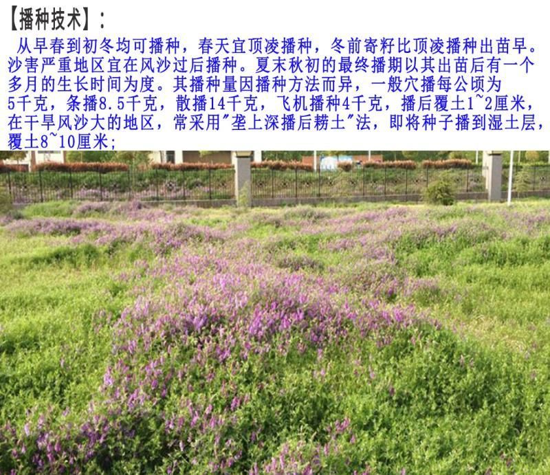 沙打旺种子牧草种子家禽牲畜喜食产量高
