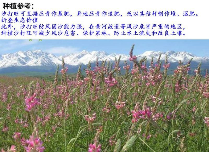 沙打旺种子牧草种子家禽牲畜喜食产量高