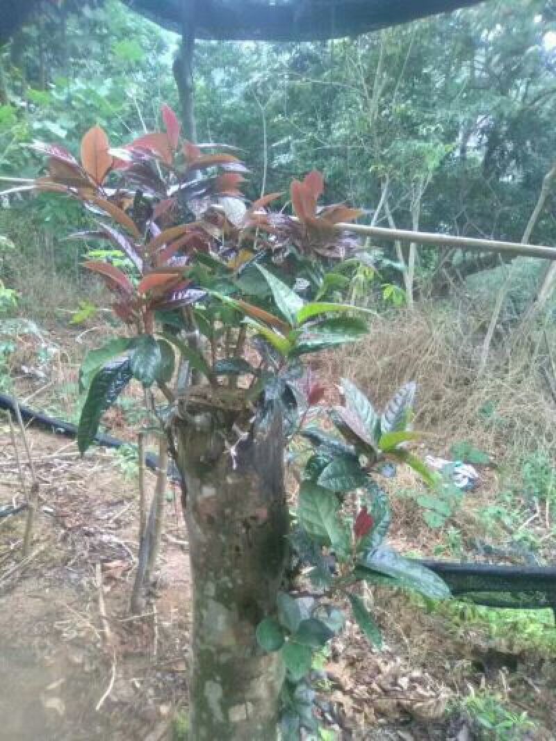 金花茶