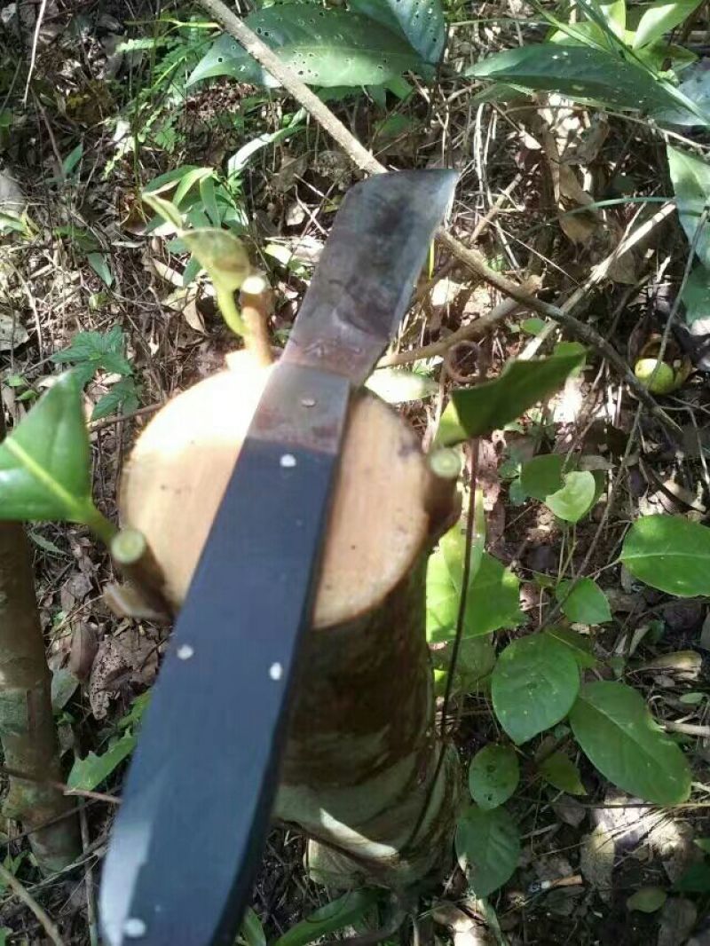 金花茶