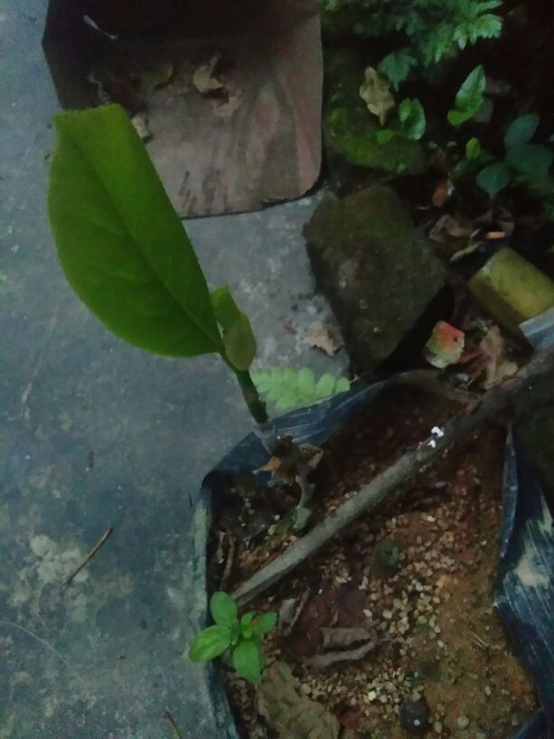 金花茶