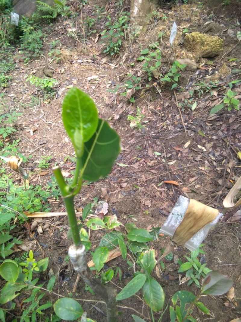 金花茶