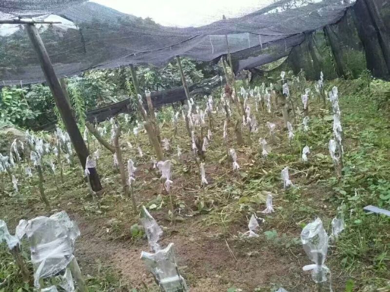 金花茶